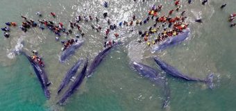 9 Ekor Ikan Paus Menghampiri Tepi Pantai Durung Kecamatan Masjid Raya