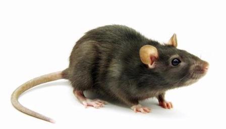 otak tikus Alzheimer