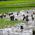 Cara Bertani Orang Aceh Menurut Keuneunong